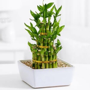 3 layer Lucky Bamboo (Large Size) - Imported
