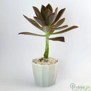 Aeonium decorum - Succulent Plant