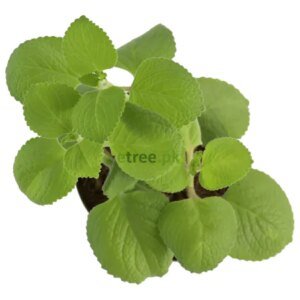 Ajwain Plant
