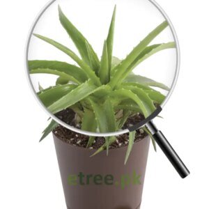 Aloe Vera Green Mini Plant
