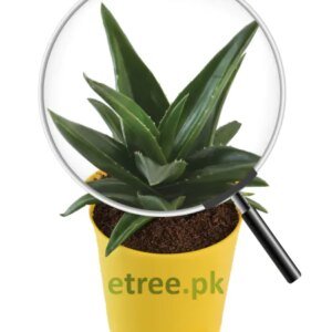 Aloe Vera Mini Plant