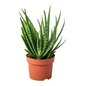 Aloe Vera Plant