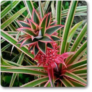 Ananas bracteatus striatus | Pineapple | آرائشی اناناس