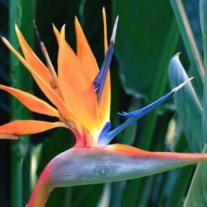 Bird of Paradise - (Imported Early Flowering Plant)