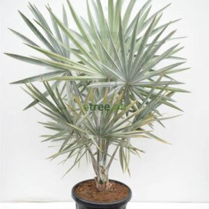 Bismarckia Palm | بسمارکیا پام
