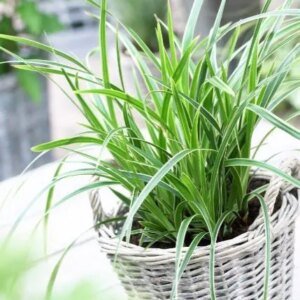 Carex Morrowii Variegata | کاریکس گھاس