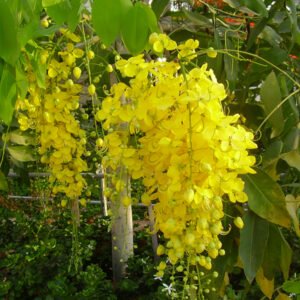 Cassia fistula | Golden Shower Tree | Bahava | املتاس