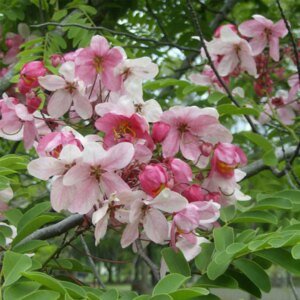Cassia Javanica | Pink Shower | Nodosa | کاسیا