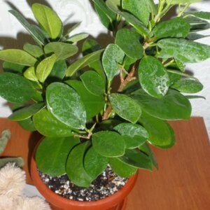 Chinese Banyan | Ficus Microcarpa Nitida (Retusa) | Panda Ficus (long leaves) | پانڈا فائیکس| فائیکس مائیکروکارپا
