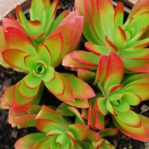 Crassula Campfire | کیرا سولا