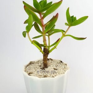 Crassula capitella - Succulent Plant