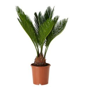 Cycas Revoluta | Sago Palm | ساگو پام | کنگی پام