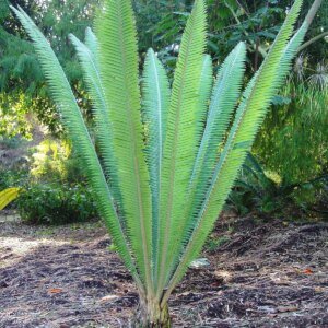 Dioon mejiae | ڈائیون پام