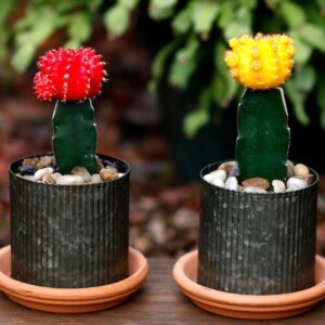Grafted Cactus | گرافٹڈ کیکٹس