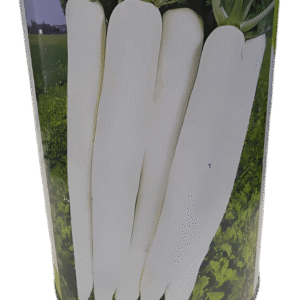 Mino Early Long Hybrid Radish Seed Agritech