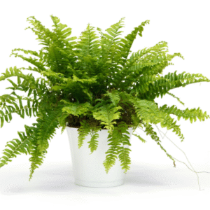 Nephrolepis exaltata | Bosten Fern | فرن