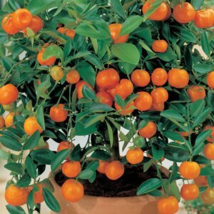 Ornamental Orange (Green Leaves)