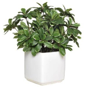 Pittosporum Tobira Variegatum | پٹوسفورم