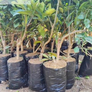 Poly Planter Bags (10*13)