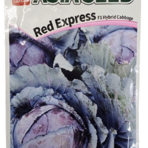 Red Express F1 Hybrid Cabbage Seed-Asia Seeds